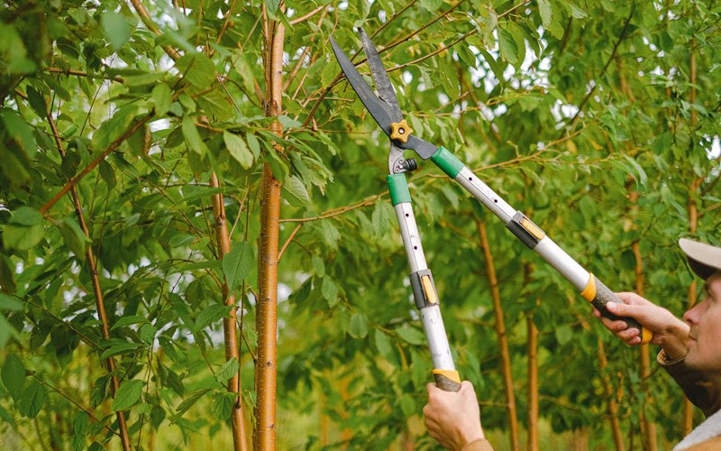 Tree trimming in Unionville, IA